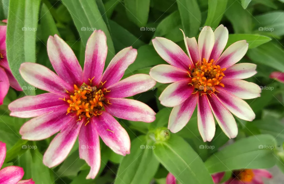 red flowers