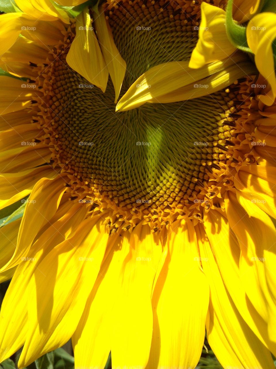 Sunflower power