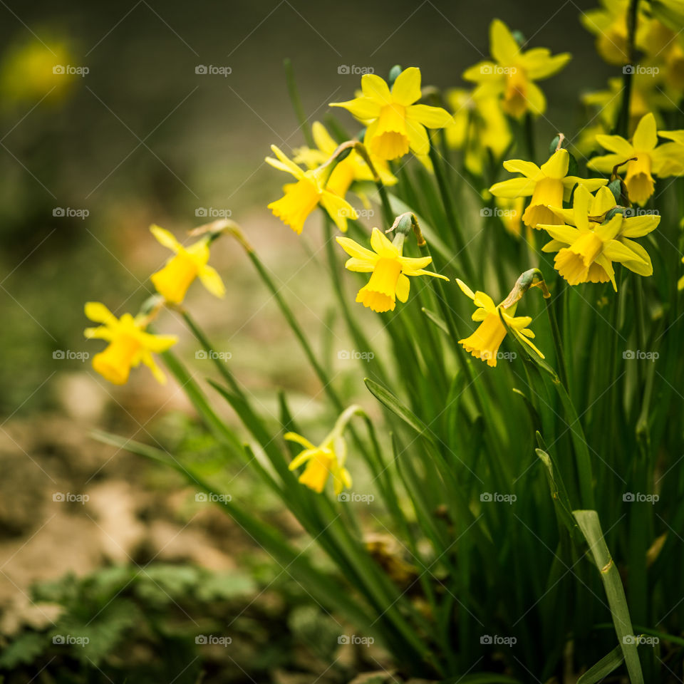 Spring flowers in London