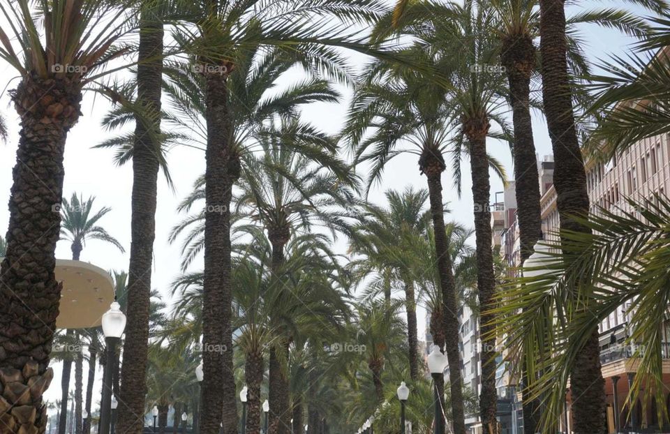 Palms#promenade