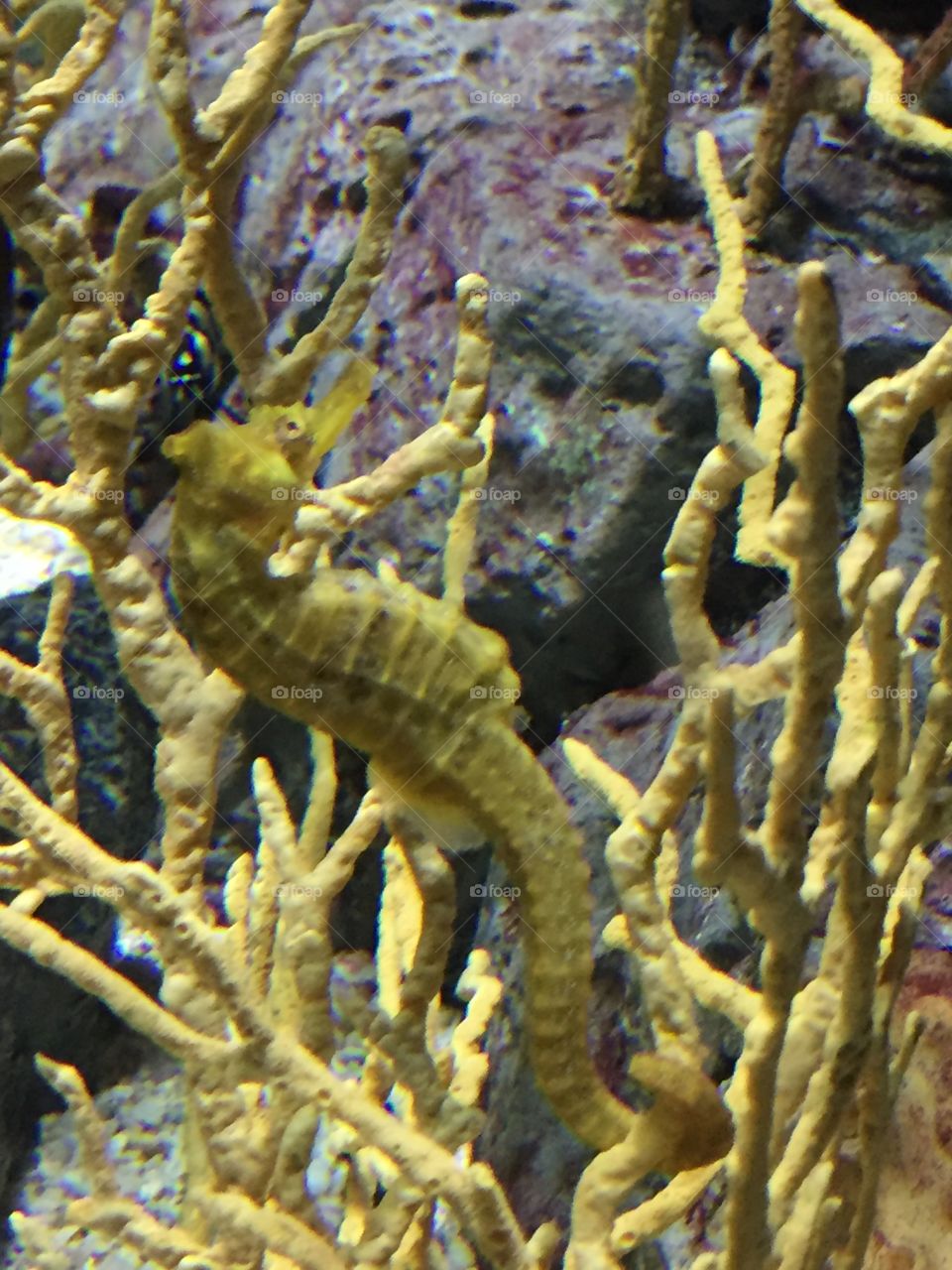 Seahorse camouflage 