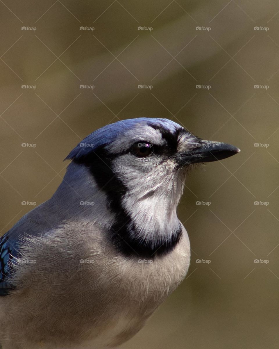 Feeling Lucky; Blue Jay enjoying the warm sun