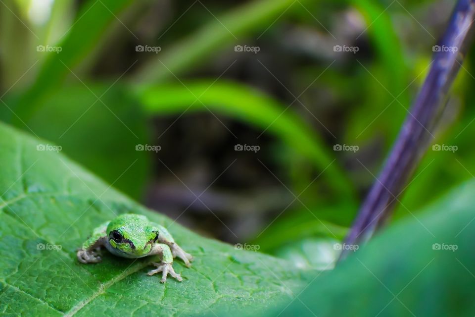 Little Green Frog