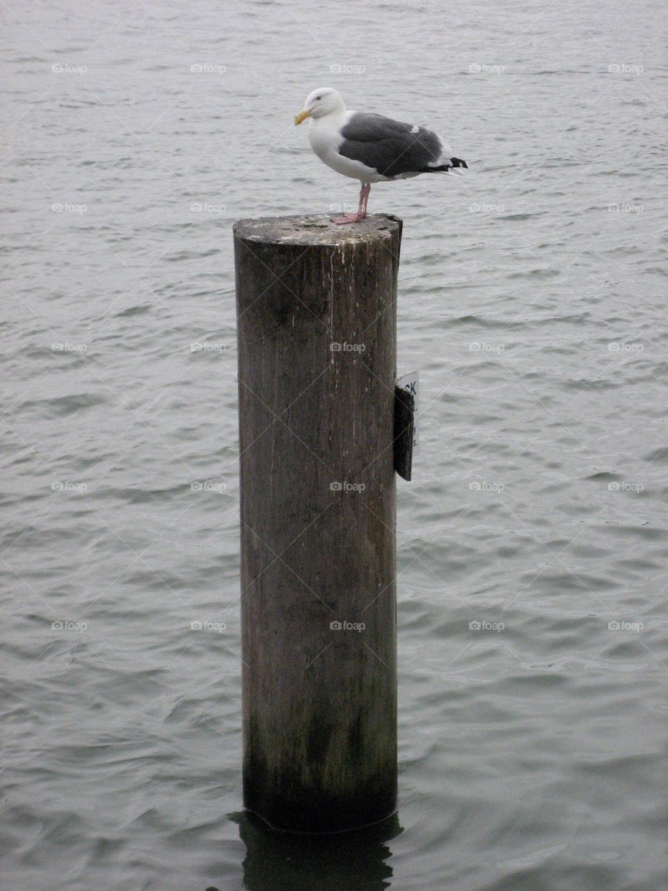 ocean bay pier seagull by kmnesbitt