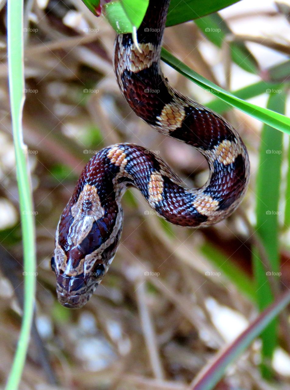 Juvenile corn snake, red rat snake