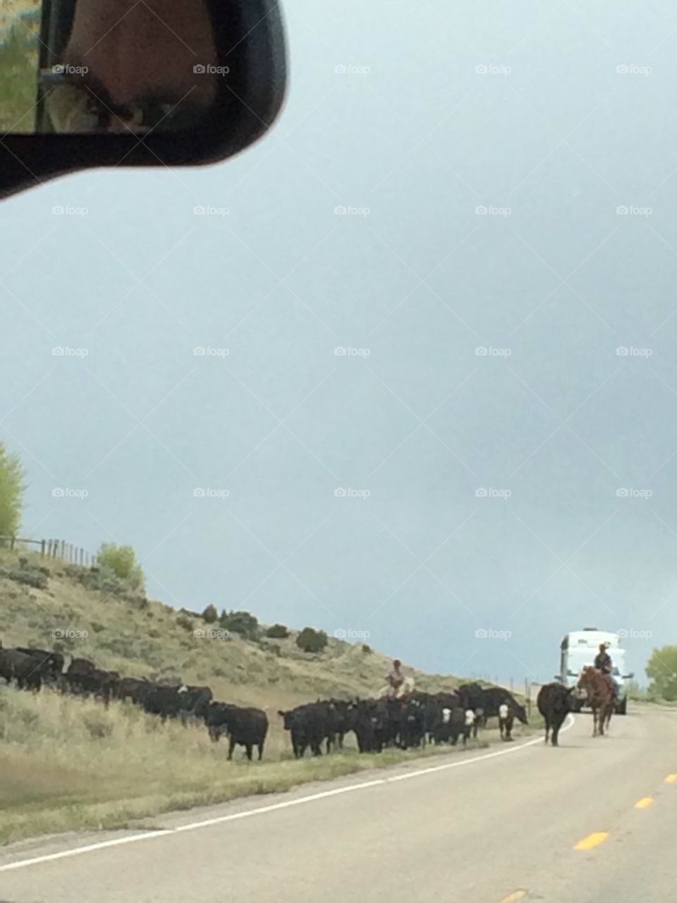 Cattle crossing 