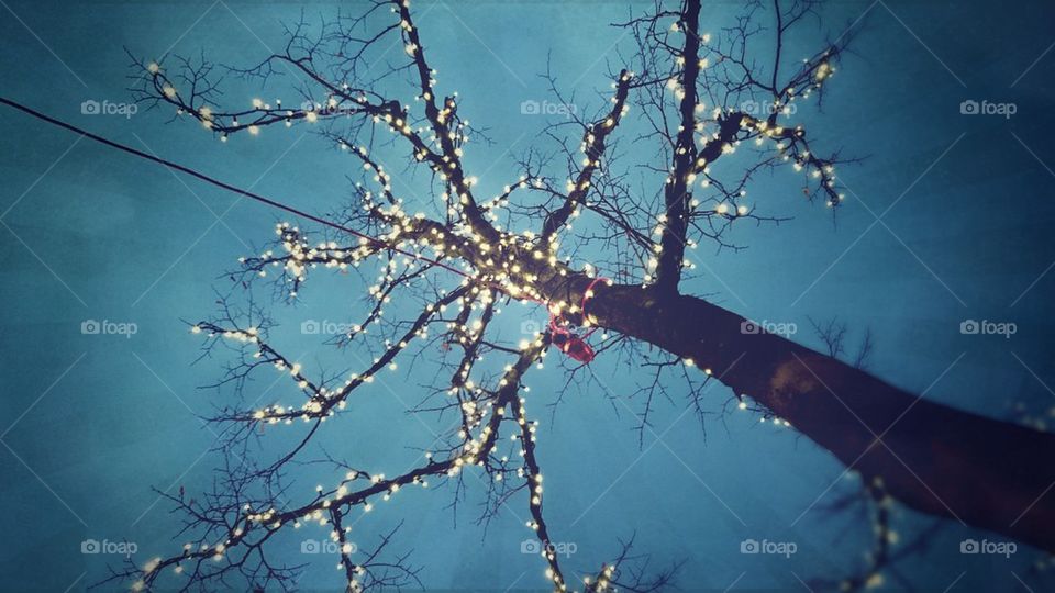tree with Christmas lights 