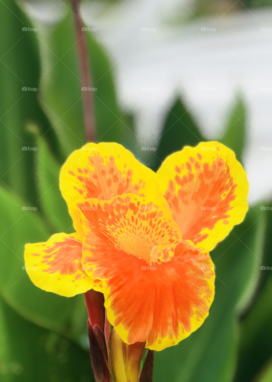 Yellow and orange mixed canna  flower