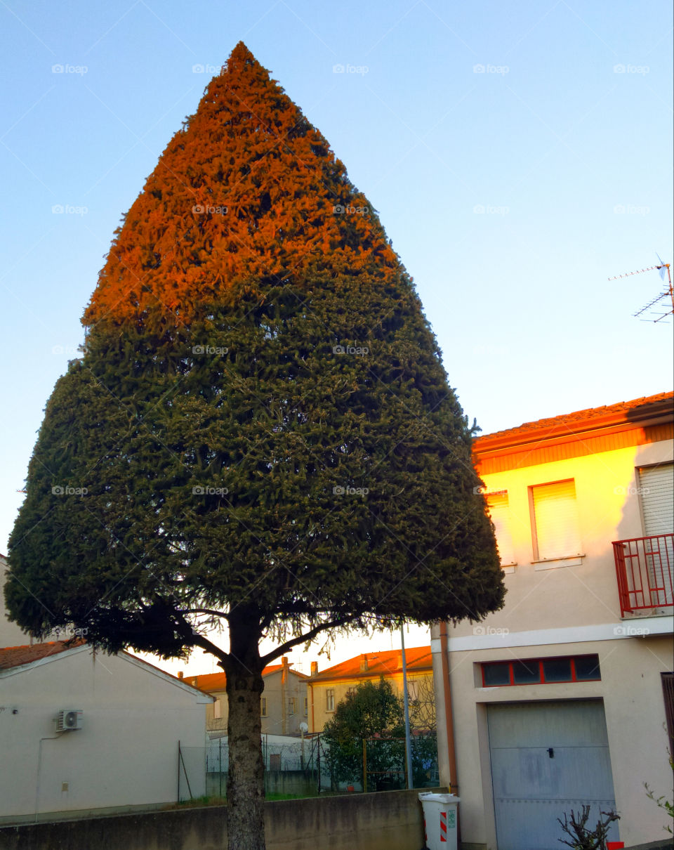 Tree at sunset.  A ray of light colored the top of the green tree red