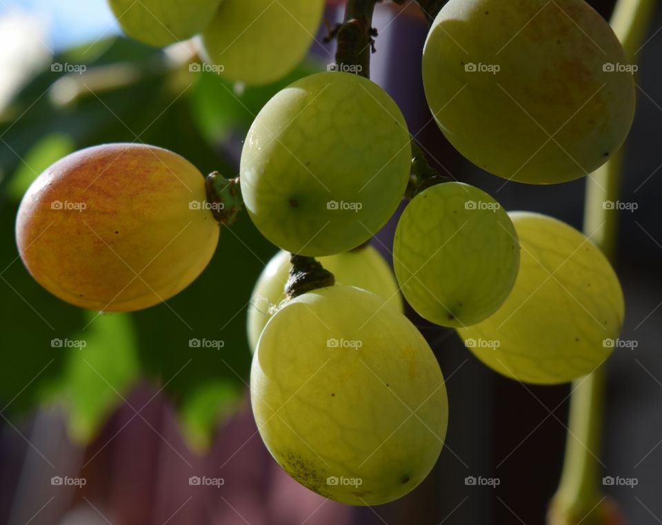 Did you know that grapes have veins?