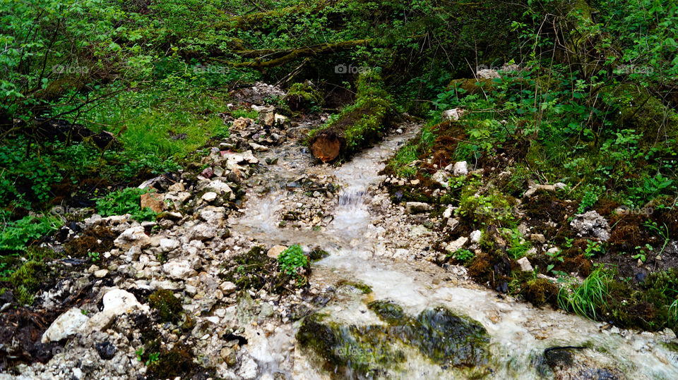 лесной ручей