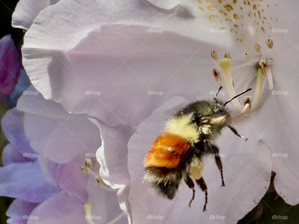 Bee