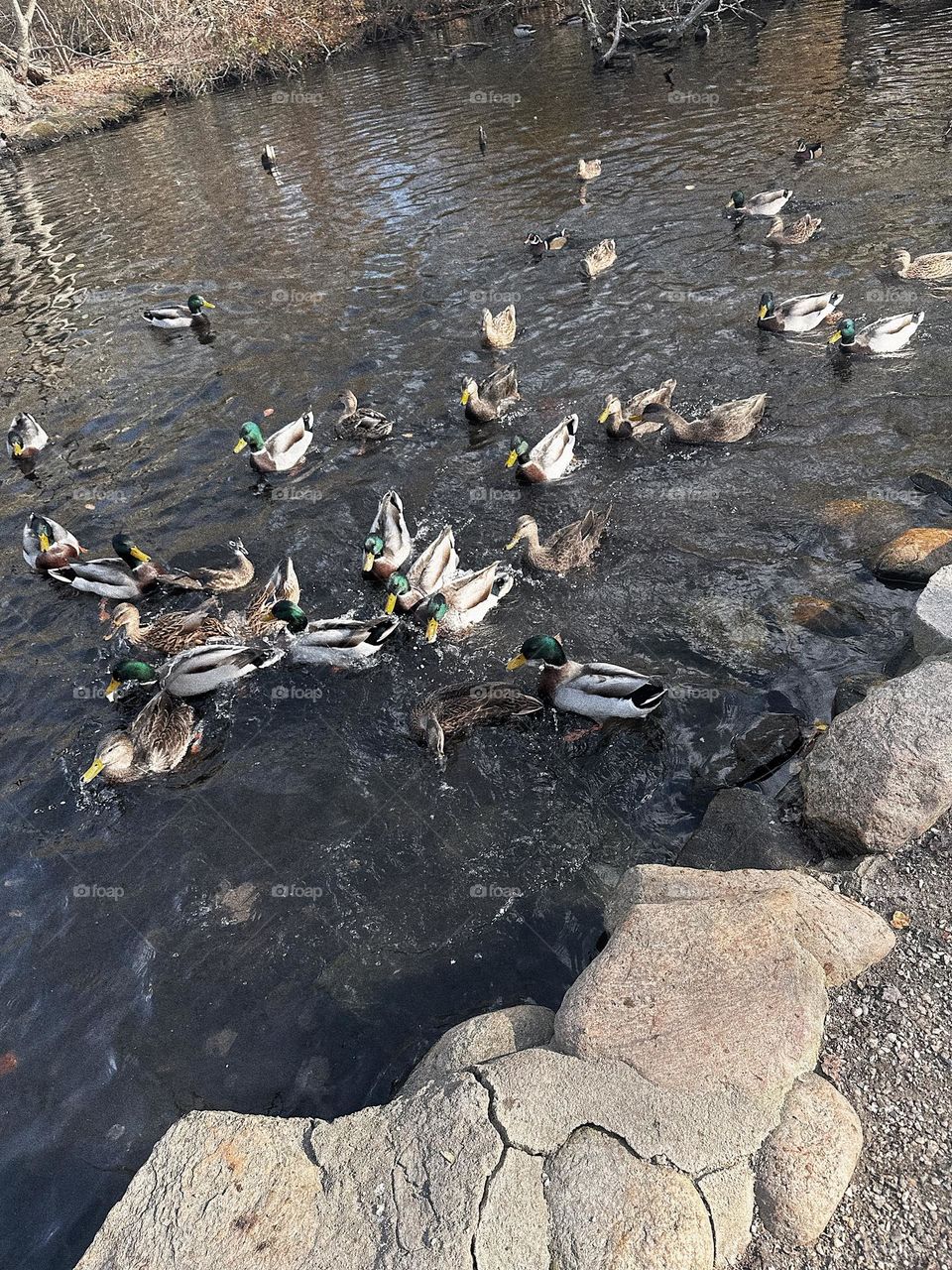 East Hampton, Duck Pond