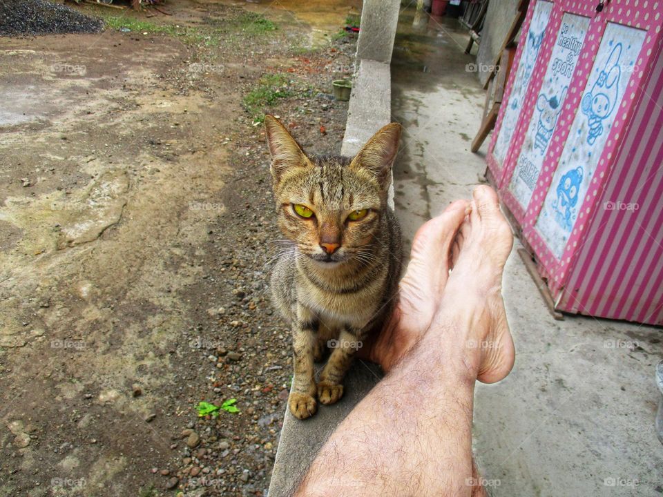 Cat with owner's paw