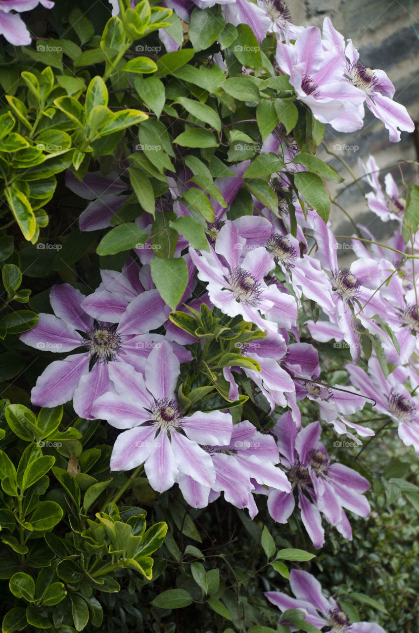 Flowers blooming in the garden