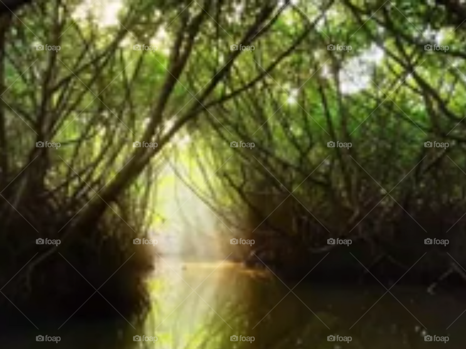 Mangrove Trees,Srilanka