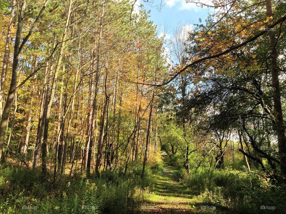 Autumn trees in forest