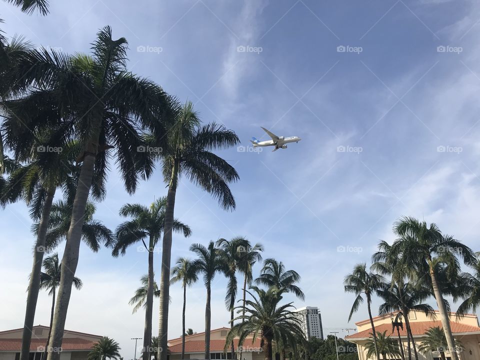 Palm trees and Airplanes 