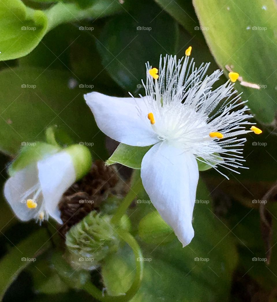 Tiny white flowers 