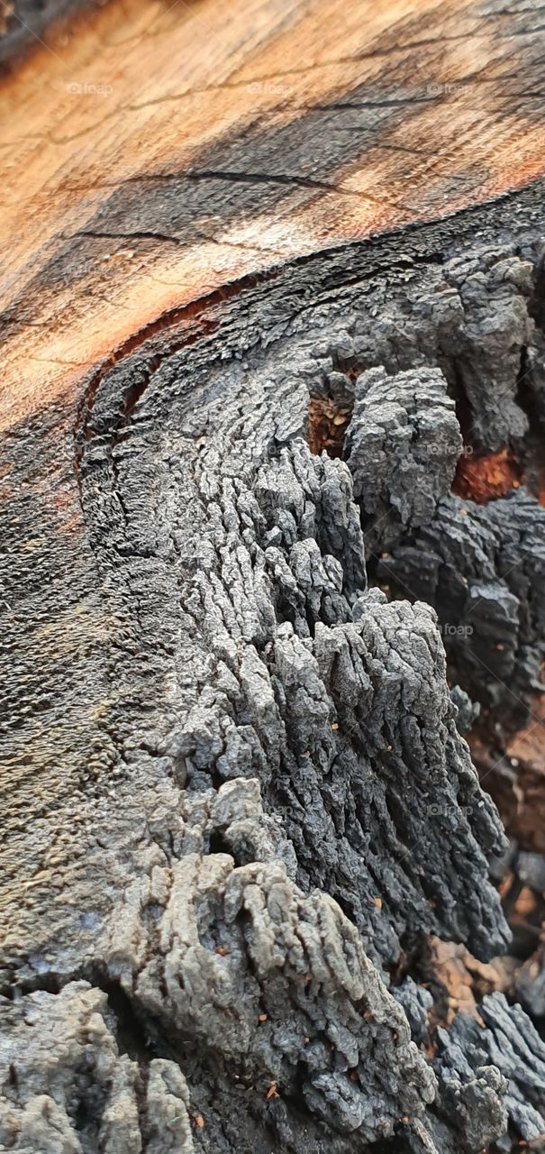 the rest of the forest fire