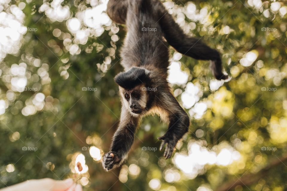 monkey hanging from a tree