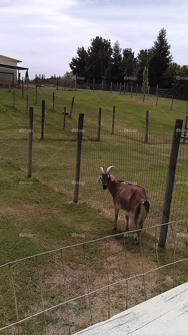 Who you looking at. I was working at a friends house and he had I goat in the backyard thought it was cool