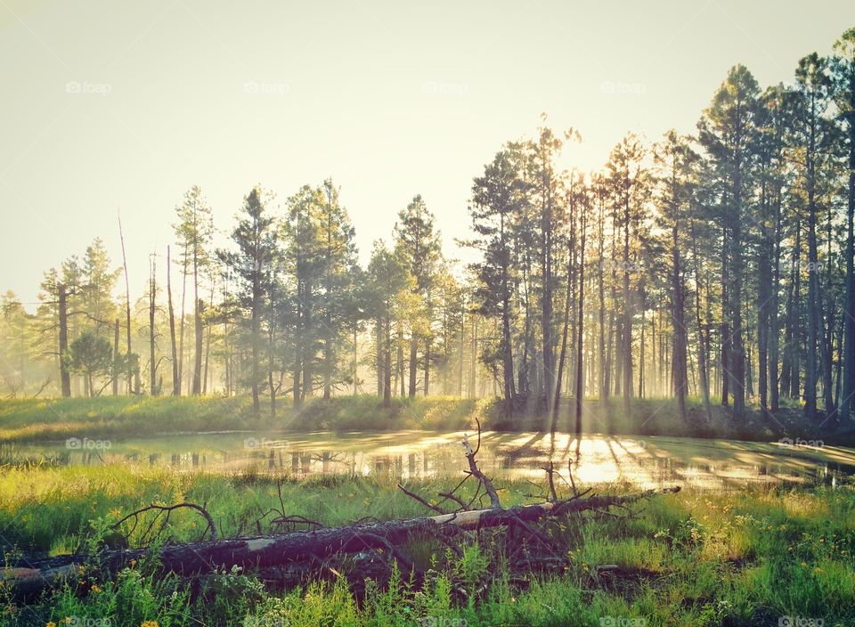 Sunrays through trees in forest