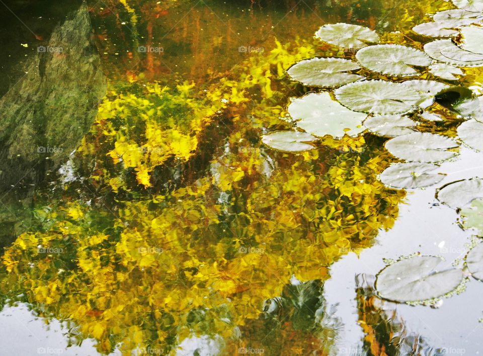 Reflection of bright yellow tree in pond
