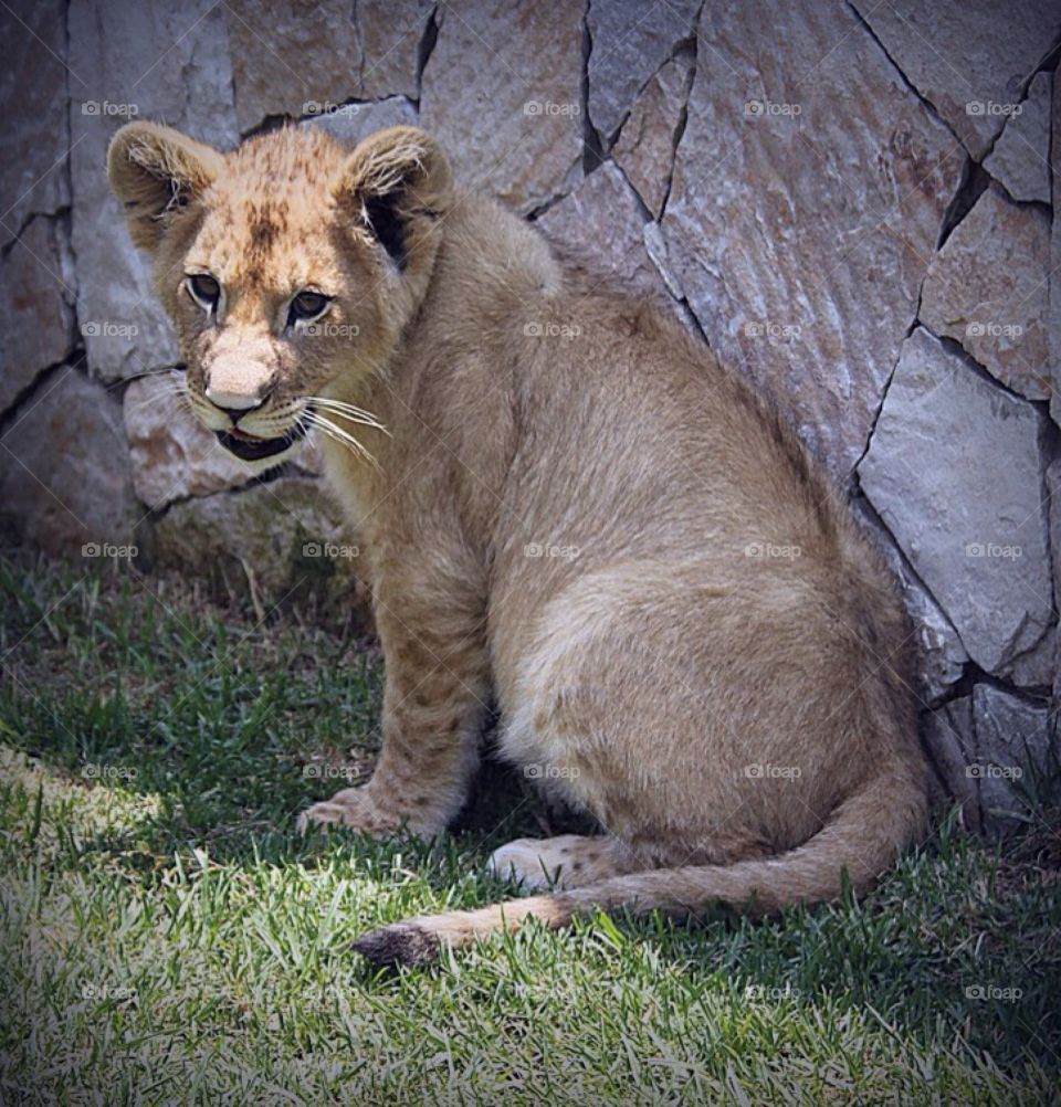 Baby lion
