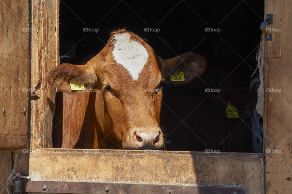 cow
