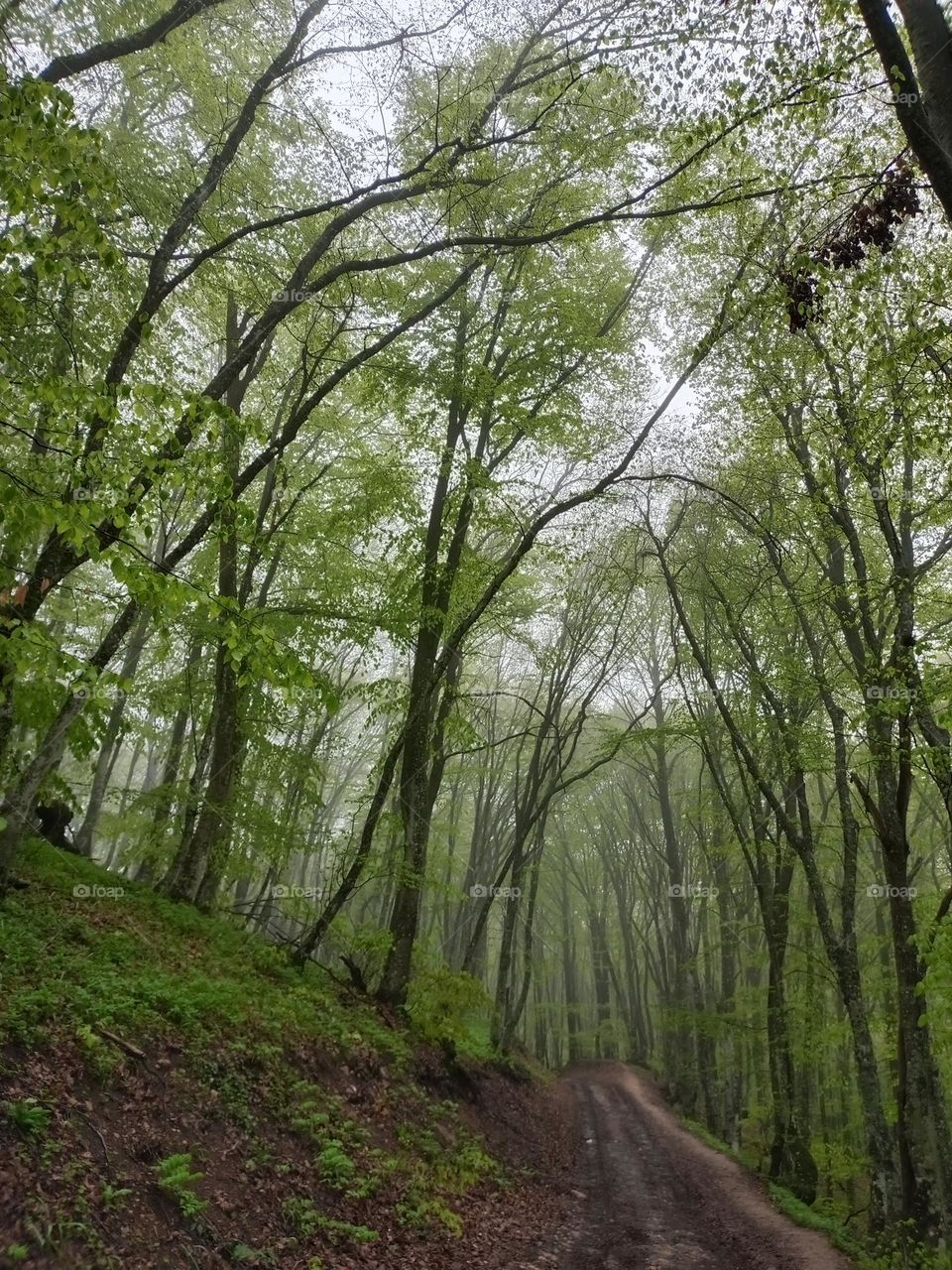 Spring forest