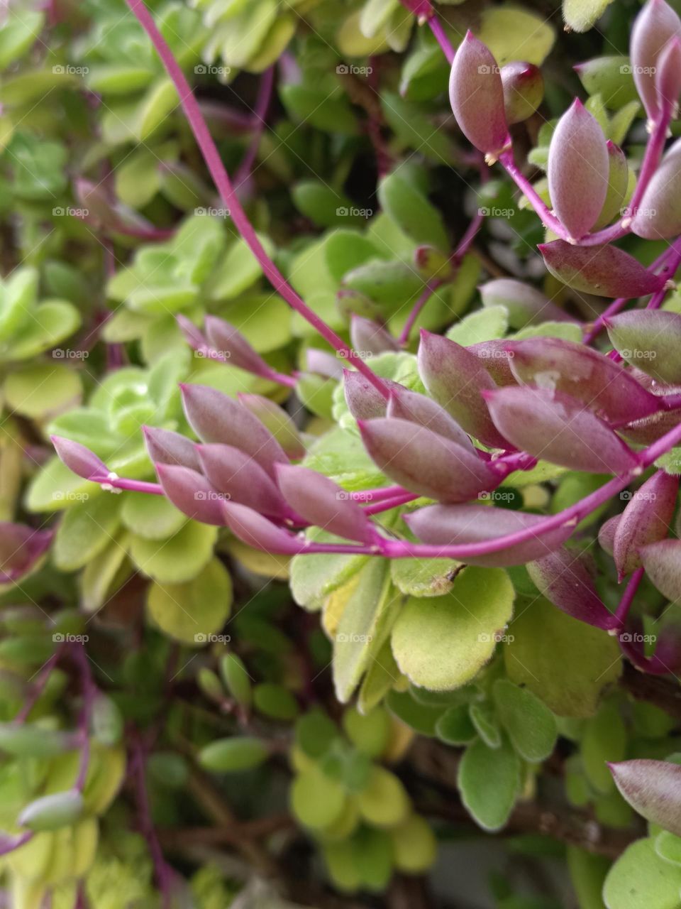 Crassothonna capensis