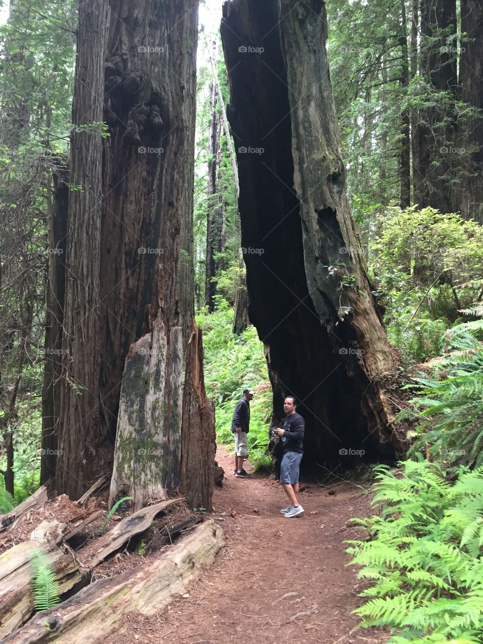 Redwood forest 