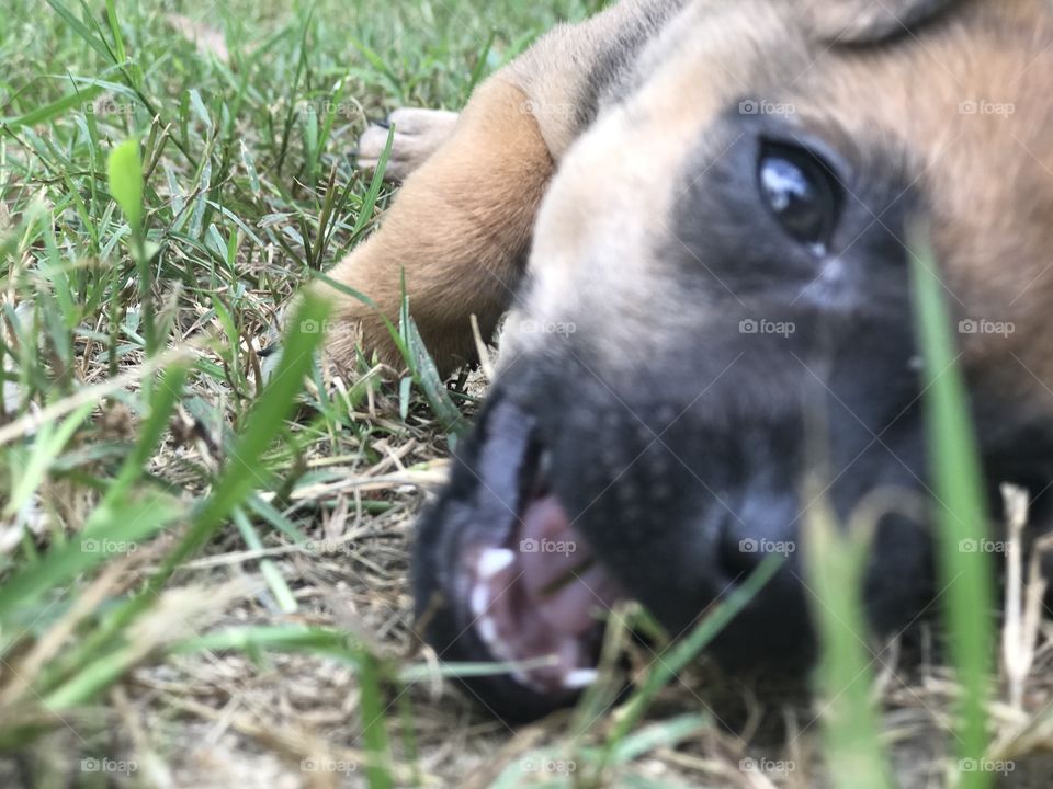 Summer time puppy playing in the fresh cut grass 