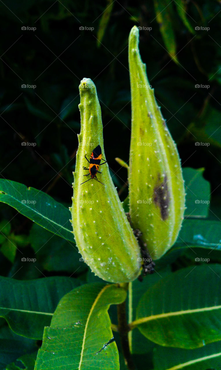 Insect on plant.