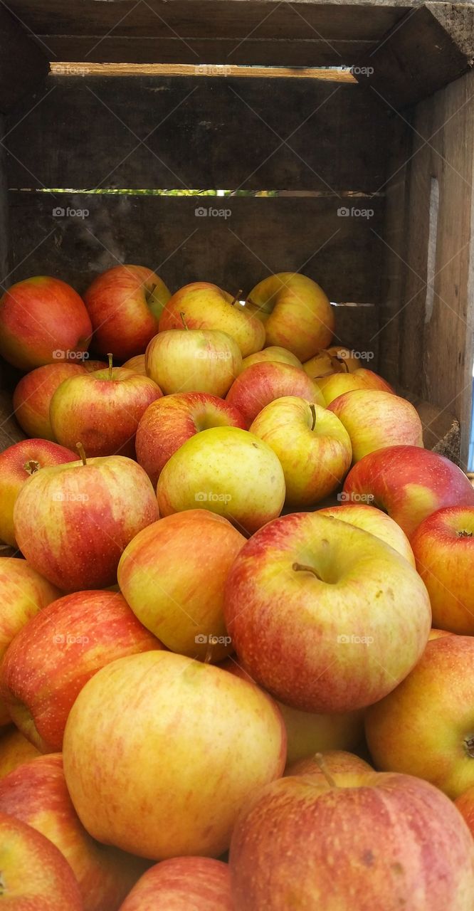 Close-up of a large apples