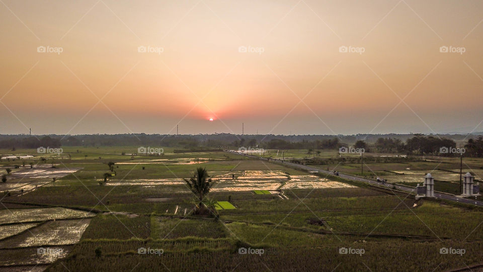Sunset in rice fields golde hours beutiful