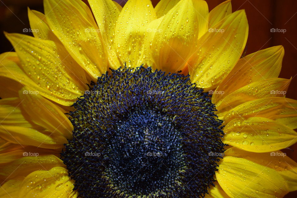 Closeup Sunflower