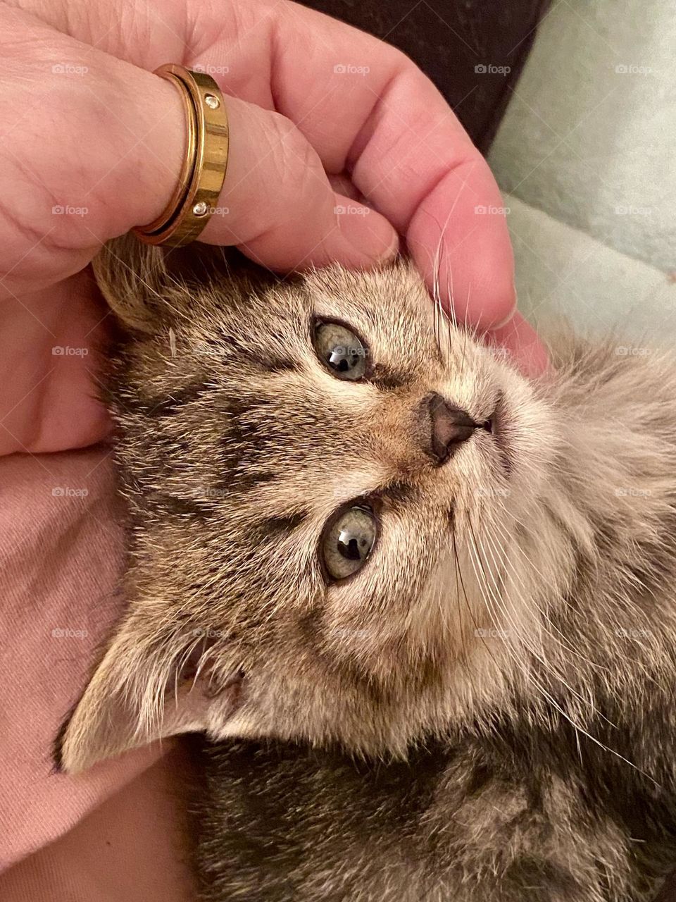 A tiny kitten resting his head in a persons hand