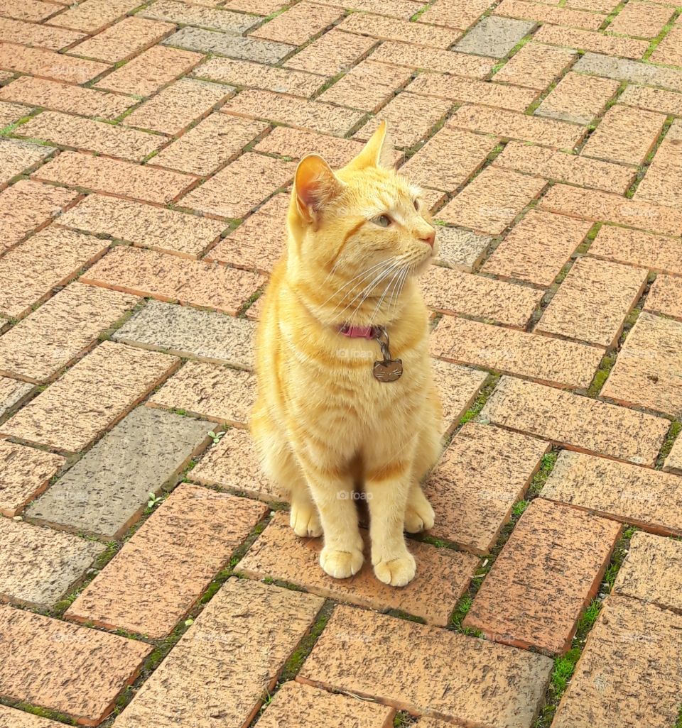 Ginger cat sat on paving stones