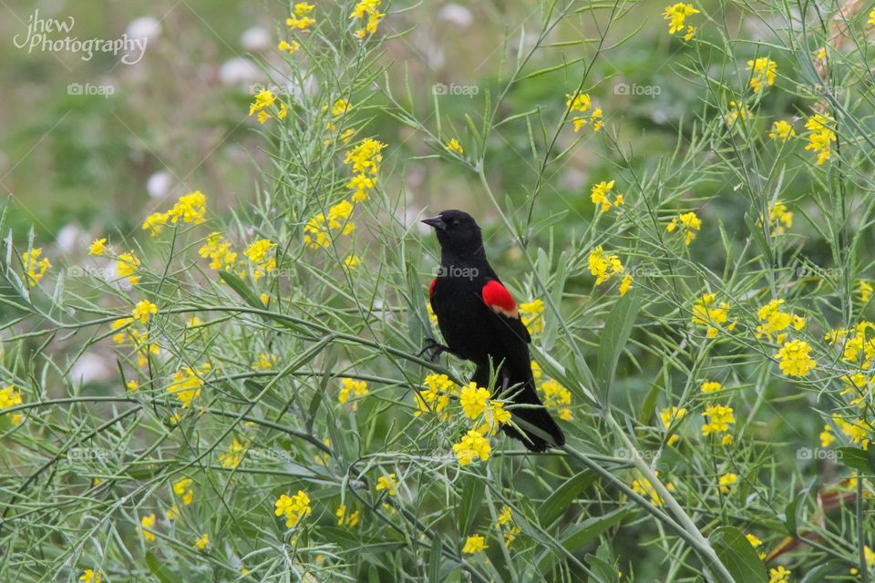 Red-winged blackbird