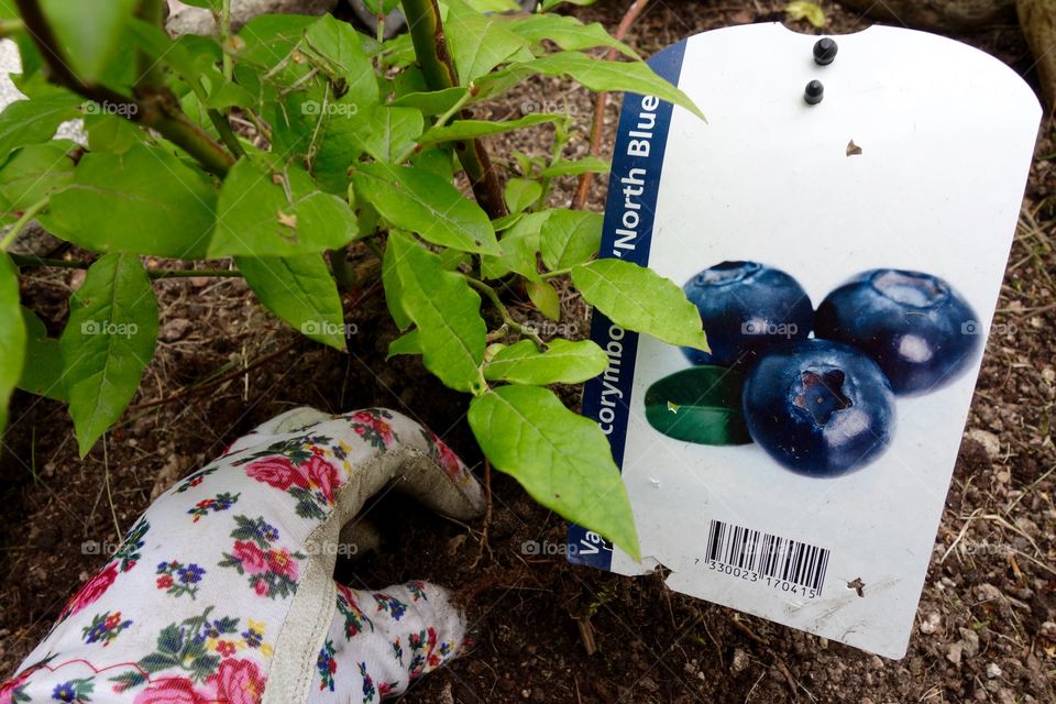 I love blueberries and I have finally planted three bushes in my garden.
I am looking forwards to the harvest😀

