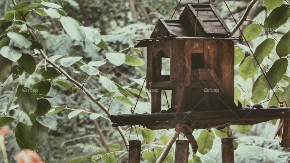 Wood, Birdhouse, Tree, Nature, Bird