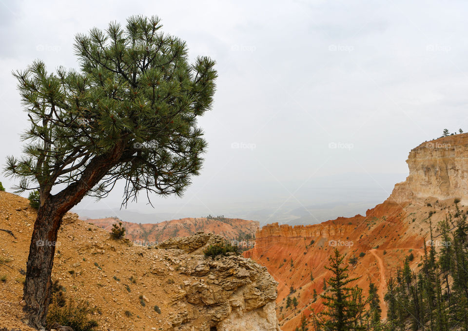 Bryce Canyon tree 
