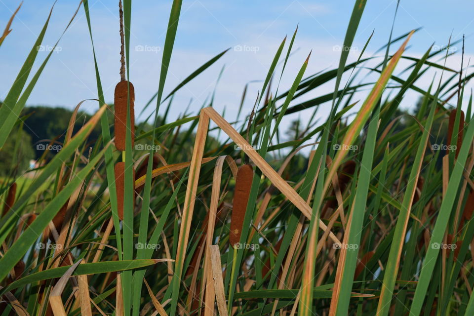 Cat tails at a lake