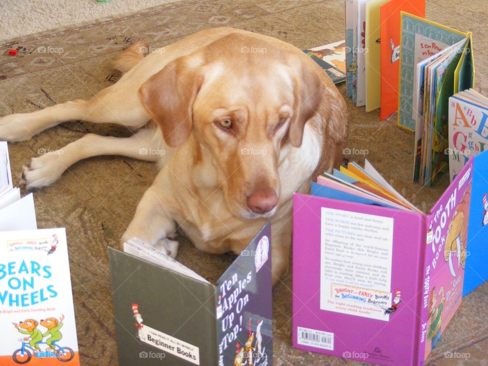 Yellow lab reading Dr. Seuss books