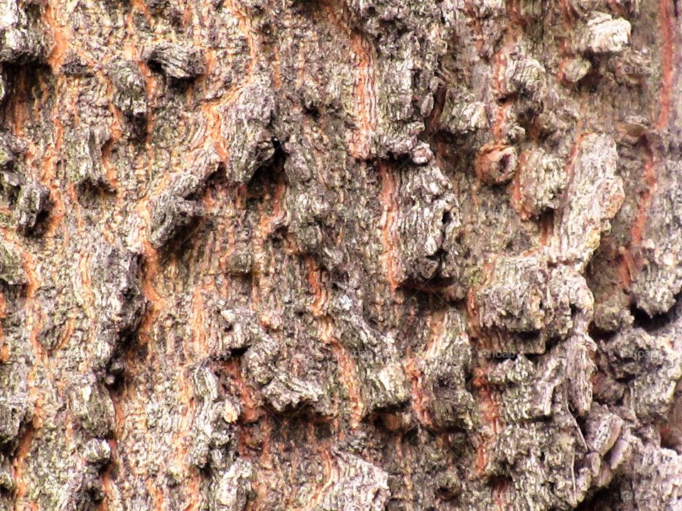 tree bark