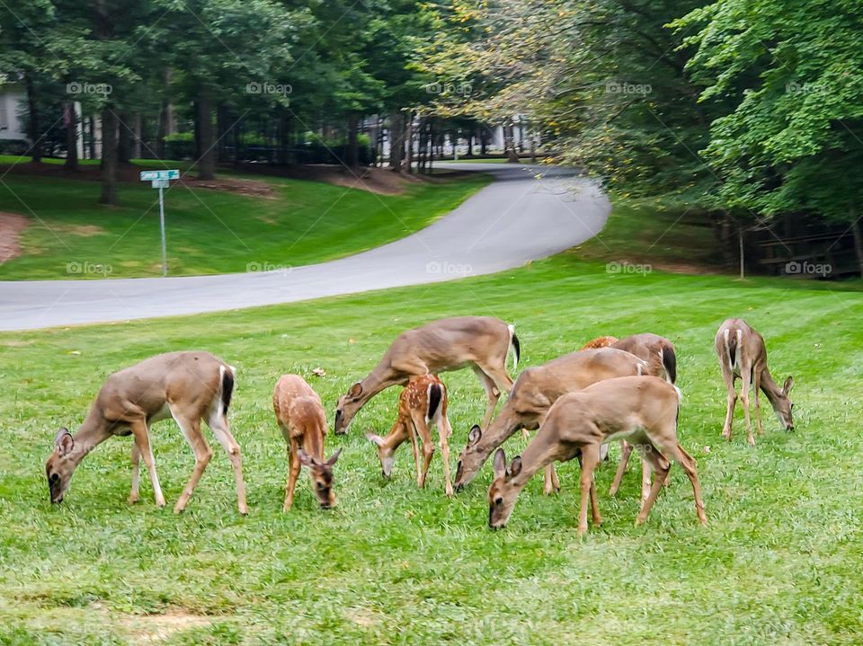 Several deer graze without fear of humans in a North Carolina suburb