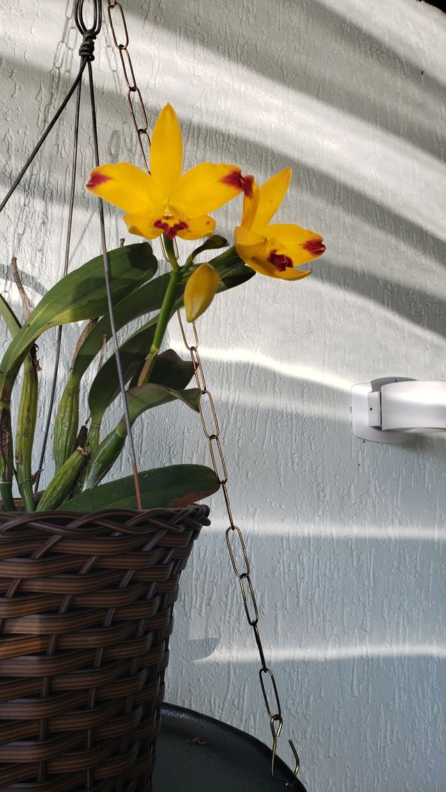 Orchid
