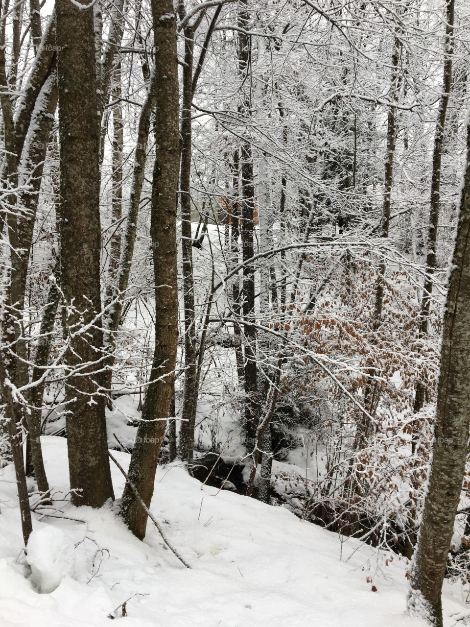 Mountain stream in Winter